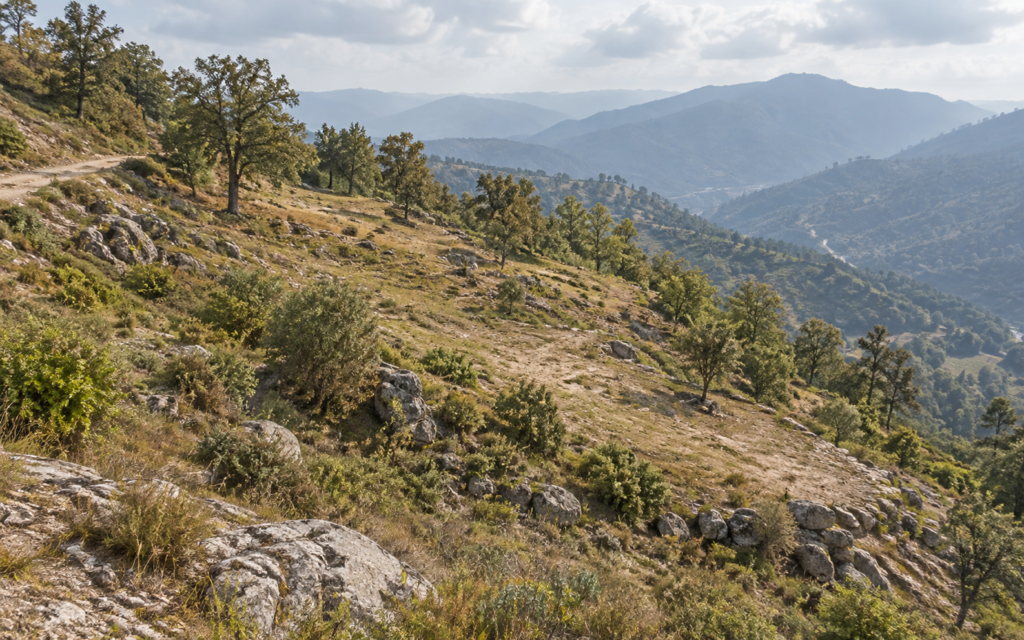 Natural levels and stone edges across an undeveloped mountain plot.